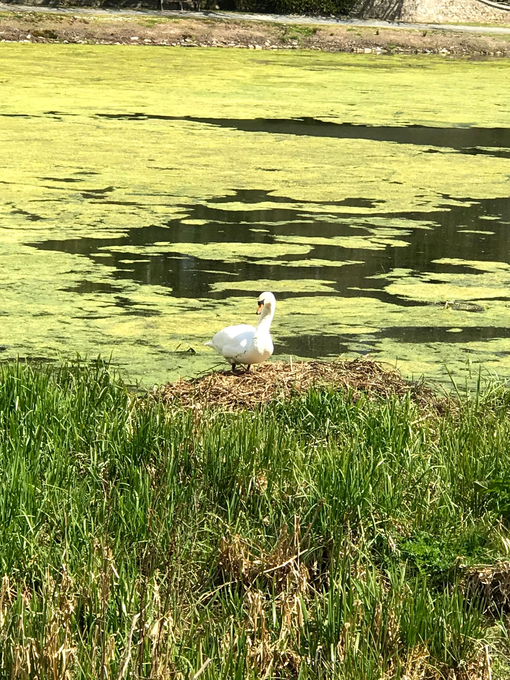 Duck In A Pond